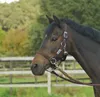 Halfter RIDING, Farbe:schwarz, Groesse:WB Produktbild-Vorschau 1