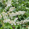 Vite di pizzo d'argento (Fallopia aubertii) 1L Anteprima dell’immagine prodotto 5