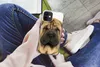MuchoWow® Handyhülle Schutzhülle Hülle für iPhone 12 mini Produktbild-Vorschau 3