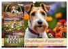 Drahthaar-Foxterrier (Wandkalender 2027 DIN A3 quer), Produktbild-Vorschau 1