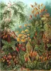 Coloray Fototapete 250x250 cm Latextapete Magicstick - Produktbild-Vorschau 2