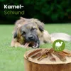 Kamel-Schlund 100g Produktbild-Vorschau 1