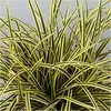 Stauden Gänge 1 x Carex morrowii 'Vanilla Ice' im 1 Liter Produktbild-Vorschau 1