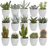 Mix di piante grasse e cactus: 15 piante Ø 5,5 cm in vaso Anteprima dell’immagine prodotto 1
