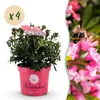 Zwerg-Rhododendron - Rhododendron Bloombux Magenta - Produktbild-Vorschau 1