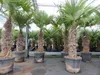 2 Stück im Palmenset Trachycarpus fortunei dicke Stämme 200 Produktbild-Vorschau 5
