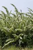 Spiraea nipponica 'Snowmound', Japanische Spiere, weiß, Produktbild-Vorschau 4
