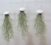Seeigelgehäuse Alfonso weiß mit Tillandsie spanisch Moos Produktbild-Vorschau 2