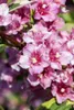 Weigela florida 'Nana Variegata', Weigelie, buntlaubig, Produktbild-Vorschau 2