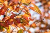 Close-up of autumn leaves on branches. Produktbild-Vorschau