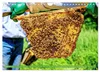Ein Leben für den Honig: Bienen und Imker (Wandkalender Produktbild-Vorschau 10