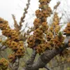Olivello Spinoso Hikul Maschio 2L Anteprima dell’immagine prodotto 2