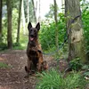 guinzaglio multifunzionale lionto, guinzaglio per cani Anteprima dell’immagine prodotto 13
