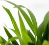 2er Set - Dypsis Lutescens - Goldfruchtpalme - Areca Palme Produktbild-Vorschau 3