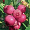 A close-up of several pink blueberries on a branch with green leaves. Produktbild-Vorschau