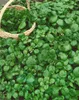 Nasturtium officinale, Brunnenkresse, ca. 9x9 cm Topf Produktbild-Vorschau 2
