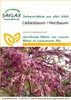 SAFLAX  - Albero di Giuda - 60 semi - Cercis Anteprima dell’immagine prodotto 7