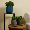 Bloomique - 2er Set - Crassula Ovata Magical Tree - Produktbild-Vorschau 4