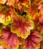 BALDUR Garten 3x Heuchera 'Eternal Flame', Pflanzen im 9x9 Produktbild-Vorschau 2
