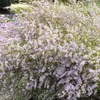 6 x Myrthen Aster 'Erlköni'g - Aster ericoides 'Erlkoenig'  Produktbild-Vorschau 1