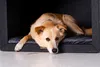 Rexproduct - PetHome 2.0 Hundehütte mit Liegefläche und Produktbild-Vorschau 3