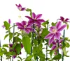 Clematis Dr. Ruppel, vaso da 2 litri Anteprima dell’immagine prodotto 9