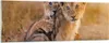 Bilder auf glas - Löwe Natur Tier - 90x30cm - Glasbilder - Produktbild-Vorschau 1