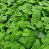 Bluszcz Sweetheart 1L Podgląd zdjęcia produktu 3
