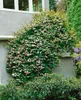 Actinidia kolomikta, Kiwi, dekoratives Laub, 60–100 cm Produktbild-Vorschau 10