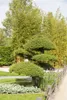Taxus baccata, Europäische Eibe, immergrün, 40–60 cm Produktbild-Vorschau 4