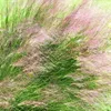 Trawa Miłka okazała Eragrostis spectabilis 1L Podgląd zdjęcia produktu 2