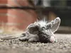 sigikid LaLa Langweile, Beasts Kuscheltier; 38606 Produktbild-Vorschau 9