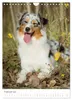 Australian Shepherds (Wandkalender 2027 DIN A4 hoch), Produktbild-Vorschau 5