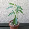 Fony-Baobab (Adansonia rubrostipa)  - 3 pezzi Anteprima dell’immagine prodotto 3