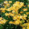 6 ks skorých zimných astier - Chrysanthemum 'Mary Stoker' | Náhľad obrázku produktu 2
