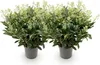 Skimmia japonica Finchy - Blüte Weiß - 40+ Blüten - 2 Produktbild-Vorschau 2