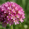 Bloomique - Zestaw 3 sztuk - Armeria Maritima Abbey Deep Podgląd zdjęcia produktu 2