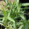 6 x Estragon  - Artemisia dracunculus 'Senior'  | Topf 9x9 Produktbild-Vorschau 2