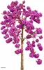 Liebesperlenstrauch Callicarpa bodinieri 'Profusion' Produktbild-Vorschau 2
