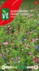 Raum Fleuri Nektar Samen - Ca. 15  Samen | VT_844 Produktbild-Vorschau 1