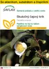 SAFLAX Kultivačný set - Skutočný čajový krík - Camellia Náhľad obrázku produktu 1