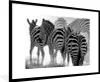 MuchoWow® Gerahmtes Poster Laufende Zebras 90x60 cm - Produktbild-Vorschau 1