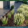Stauden Gänge 10 x Salvia nemorosa 'Sensation White®' im 1 Produktbild-Vorschau 4