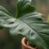 Green boutiQ - Plante d'intérieur - Philodendron - Voir les images du produit 4
