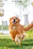 A golden retriever dog running in a park with a small device attached to its collar. Anteprima dell’immagine prodotto