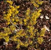 Hamamelis intermedia 'Arnold Promise', Zaubernuss, gelb, Produktbild-Vorschau 10