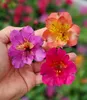 BALDUR Garten Winterharte Alstromeria-Kollektion Produktbild-Vorschau 2