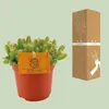 Kaktus smoczy owoc Hylocereus undatus - srednica 11cm, Podgląd zdjęcia produktu 3