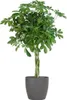 Schefflera Arb Nora - arália lúcovitá, izbová rastlina + Náhľad obrázku produktu 1