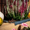 A close-up view of a planter box filled with heather plants, placed on a wooden surface, with pumpkins and flowers visible. Náhľad obrázku produktu